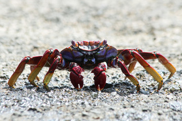 TIERE_4073_rote_Klippenkrabbe