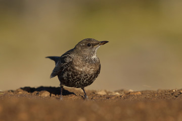 Ring ouzel