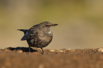 Ring ouzel