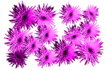 Floral pattern luminous blossom flowers asters, chrysanthemums in pink color, trend of the year 2018 (Sparkling Grape 19-3336) on a white  background. Artistic photo collage for floral print.