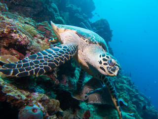 Green Turtle at Bunaken National Park