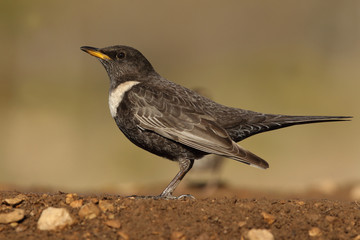 Ring ouzel