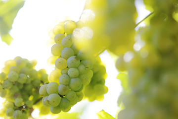 Rebstöcke, Weinberg, Weintrauben