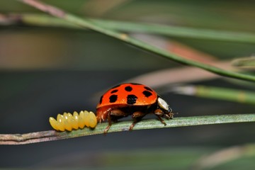 Ladybug laying eggs on pine needle side view nature breeding springtime gardens new life concept.  © Brett