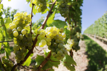 Rebst&ouml;cke, Weinberg, Weintrauben