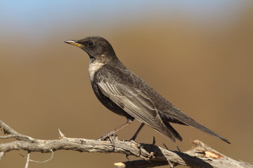 Ring ouzel