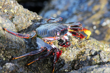 TIERE_3718_rote_Klippenkrabbe