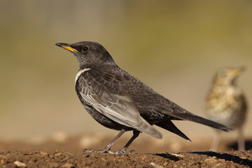 Ring ouzel