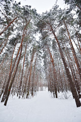Beautiful coniferous forest with pine trees in winter with snow in January