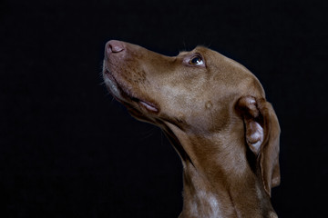 Portrait eines Magyar Vizsla