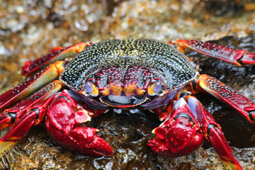 TIERE_3755_rote_Klippenkrabbe