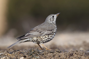 Mistle thrush