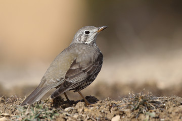 Mistle thrush