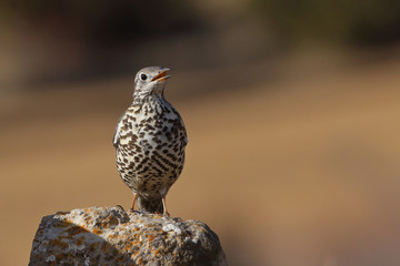 Mistle thrush