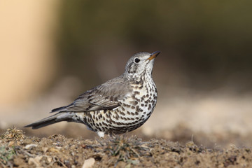 Mistle thrush