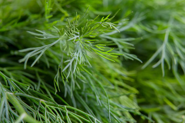 dill close-up. green blurred background