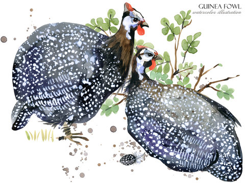guinea fowl bird watercolor illustration