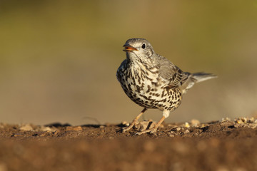 Fototapeta premium Mistle thrush
