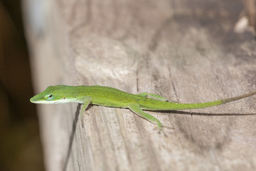 Green Anole