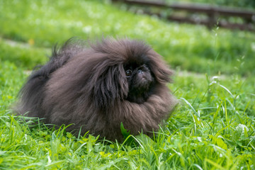Cute black puppy pekingese dog sitting on the green grass