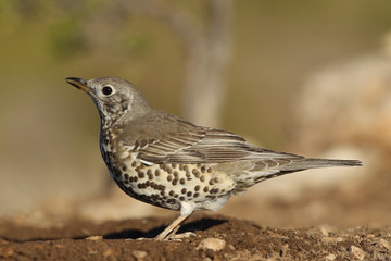 Mistle thrush
