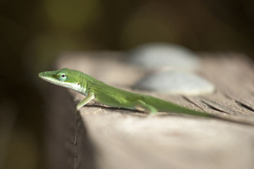 Green Anole