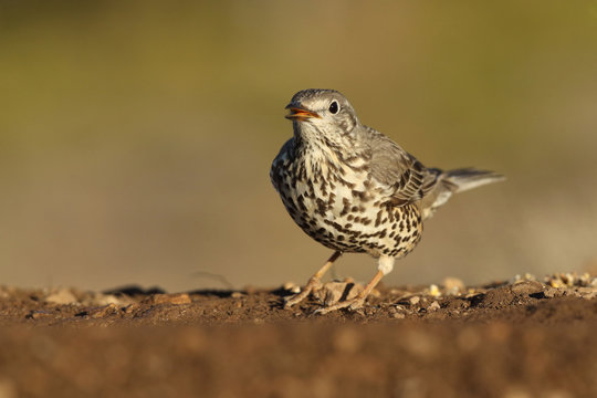 Mistle Thrush