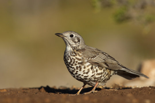 Mistle thrush
