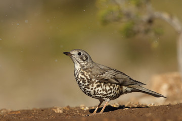 Mistle thrush