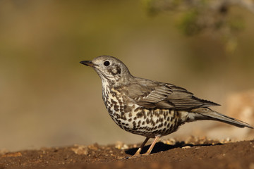 Mistle thrush