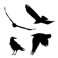 Set of vector silhouettes of ravens and crows