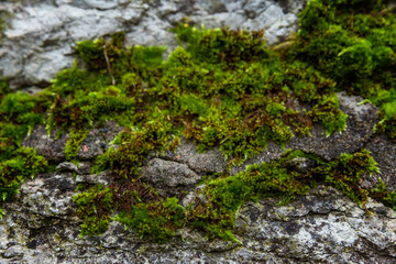 Obraz na płótnie Canvas Stones covered with moss. Old wall of the building. Green moss
