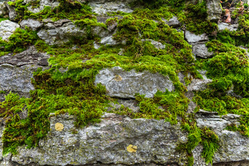 Stones covered with moss. Old wall of the building. Green moss