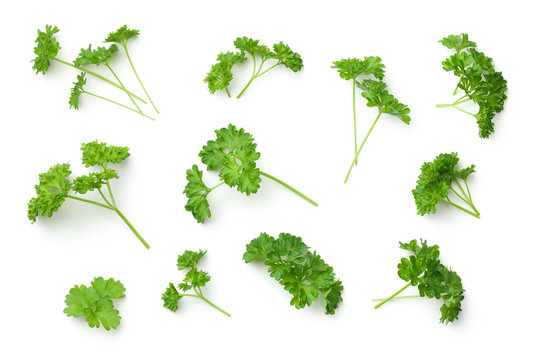 Leaves of Parsley Isolated on White Background
