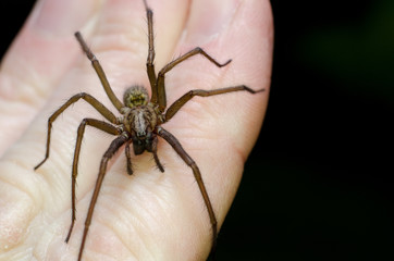 Big scary spider on hand
