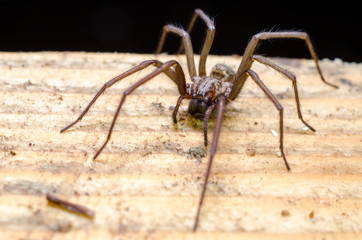 Big scary spider