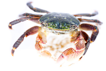 Colorful shore crab on white background
