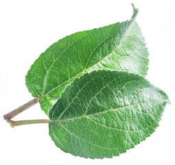 Green apple leaves on the white background.