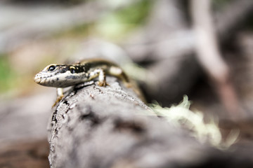 Garden skink looking to the sky