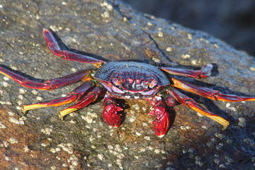 TIERE_2773_rote_Klippenkrabbe