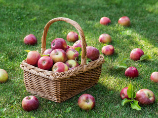 Apple harvest. Ripe red apples in the basket on the green grass.