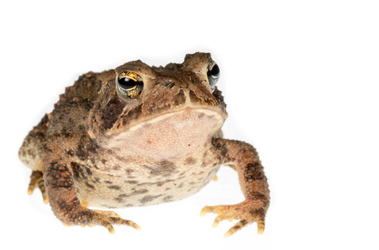 American toad on white background