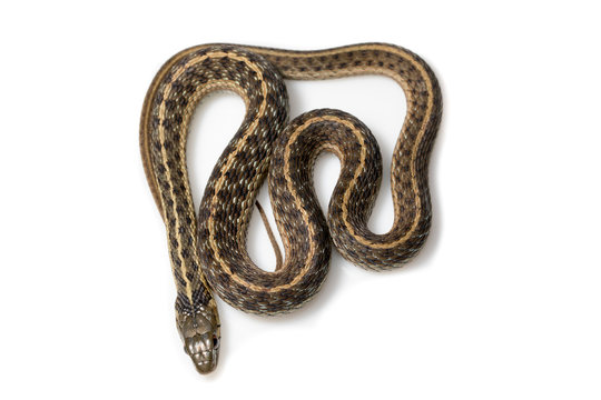 Garter snake view from top on white background