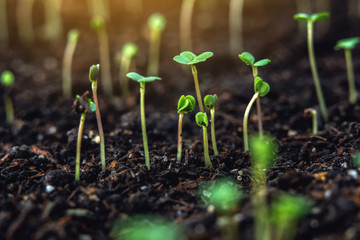 The first leaves of green plants who rise in the fertile land. Concept of gardening and plant care