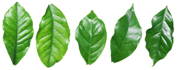 Perfect coffee leaves on the white background.