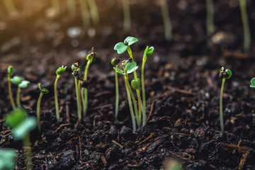 The first leaves of green plants who rise in the fertile land. Concept of gardening and plant care