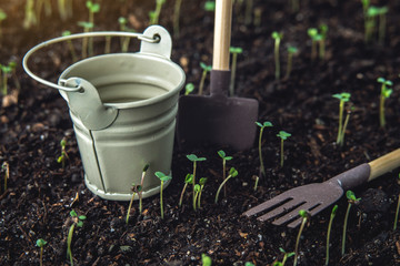 The first leaves of green plants who rise in the fertile land. Concept of gardening and plant care