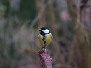 bird tit on branch