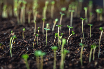 The first leaves of green plants who rise in the fertile land. Concept of gardening and plant care