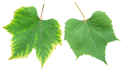 Fototapeta premium Grape leaves or vine leaves on the white background.